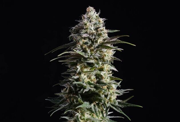 Pure Skunk Go Fast feminised cannabis seeds by Kannabia for indoor and outdoor
